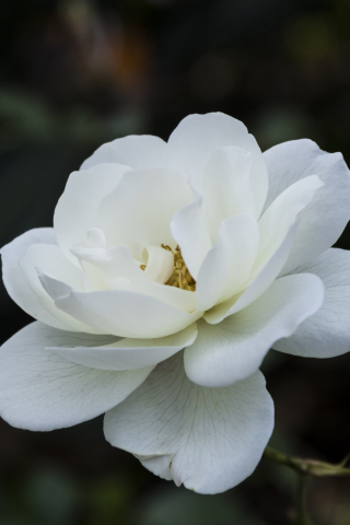 320x480 wallpaper White flower, spring, bloom, close up, 5k