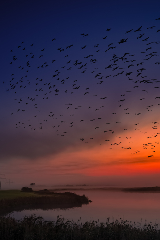 320x480 wallpaper Sunset, birds, sky, coast, 5k