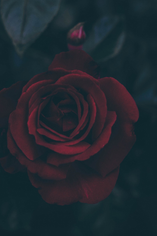 320x480 wallpaper Red rose, close up, 4k