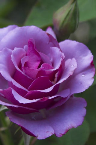 320x480 wallpaper Close up, purple rose, flower, bloom, 5k