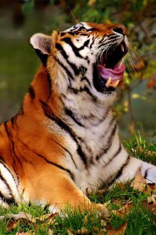 320x480 wallpaper Big cat, predator, yawn, tiger, wild animal, 5k