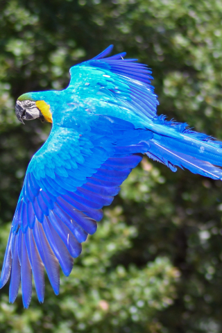 320x480 wallpaper Parrot, blue orange bird, macaw bird, flight, 4k