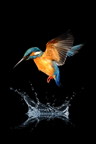 320x480 wallpaper Blue tailed, bird, hummingbird, water splash