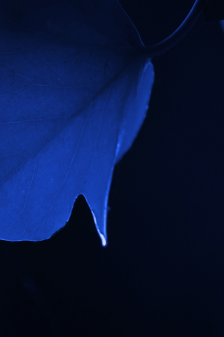 320x480 wallpaper Blue leaf, macro, close up, 4k
