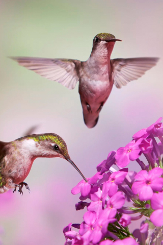 320x480 wallpaper Hummingbirds, flight, pink flowers, blur