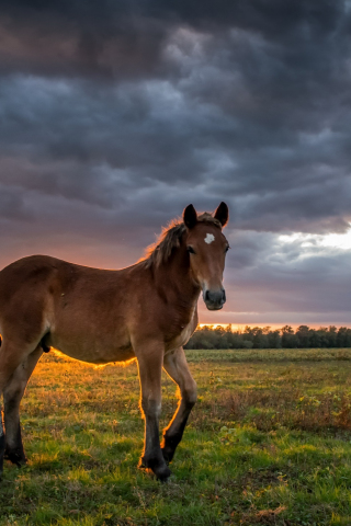 320x480 wallpaper Young horse, animal, landscape, sunset, clouds