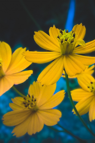 320x480 wallpaper Yellow cosmos, flowers, spring