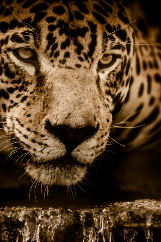 320x480 wallpaper Jaguar, wildlife, predator, muzzle, 4k