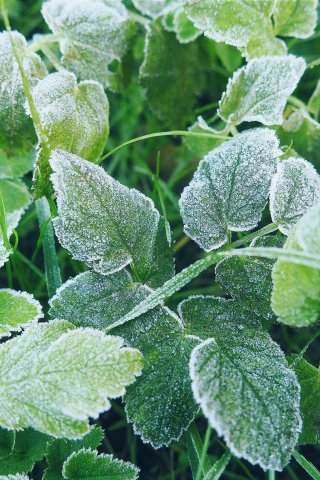 320x480 wallpaper Snow frost, winter, green leaf, plants