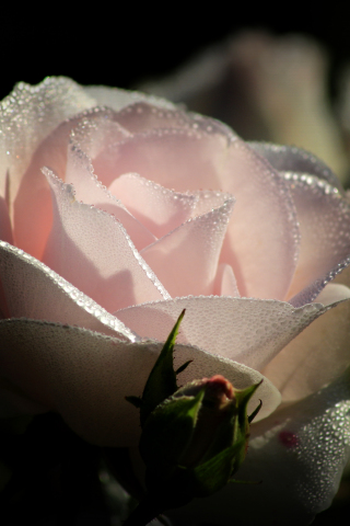 320x480 wallpaper Light pink rose, water drops, close up, 5k