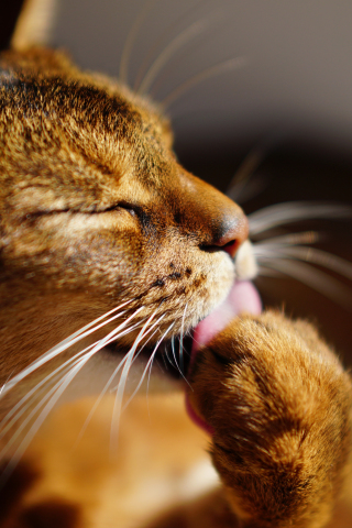 320x480 wallpaper Cat licking leg, fur, muzzle