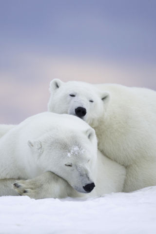 320x480 wallpaper Polar bear, cold snow, predator, pair, 5k