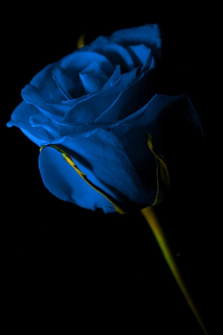 320x480 wallpaper Portrait of blue rose, flower