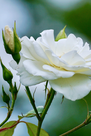 320x480 wallpaper White rose, flower, small buds