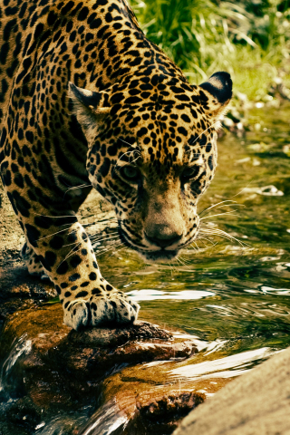 320x480 wallpaper Predator, jungle, wild animal, leopard, 4k