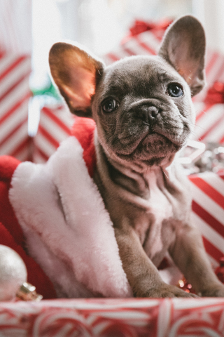 320x480 wallpaper Dog, cute, bulldog, christmas, holiday, 5k