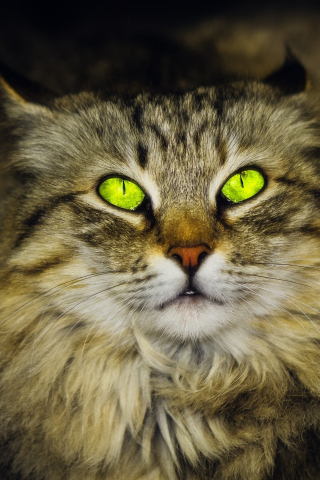 320x480 wallpaper Green eyes, muzzle, cat, stare, 4k
