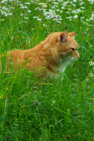 320x480 wallpaper Red tabby cat, meadow, grass