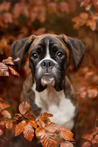 320x480 wallpaper Boxer, dog, outdoor, puppy