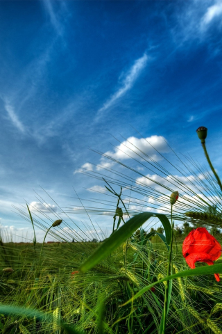320x480 wallpaper Poppy, meadow, plants, nature, sunny day
