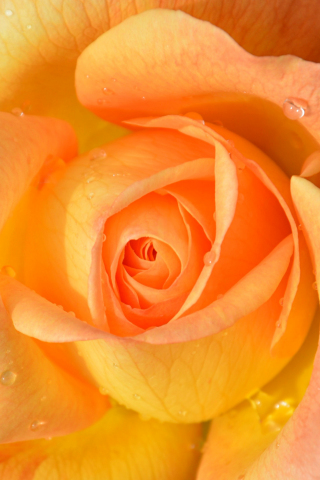 320x480 wallpaper Drops, orange rose, close up, 4k