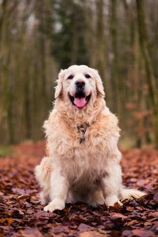 320x480 wallpaper Dog, Golden Retriever, sitting, autumn, foliage, 5k