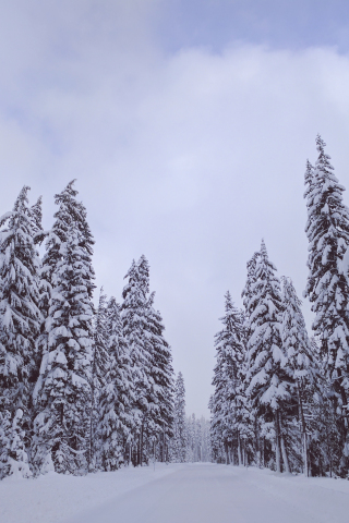 320x480 wallpaper Winter day, trees, snow, nature, 4k