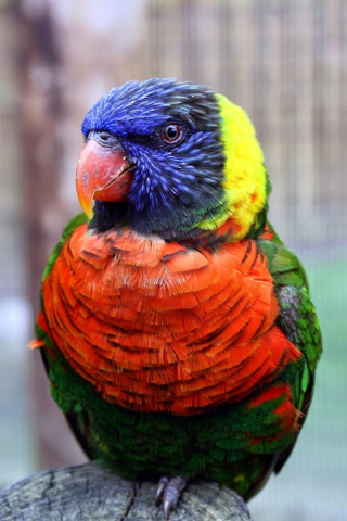 320x480 wallpaper Colorful, parrot, Rainbow lorikeet, bird