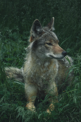 320x480 wallpaper Wolf, wild, sit, calm, predator, grass, 4k