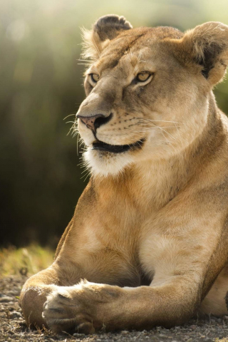 320x480 wallpaper African lioness, animal, predator