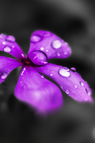 320x480 wallpaper Water drops, purple flower, blur, 5k