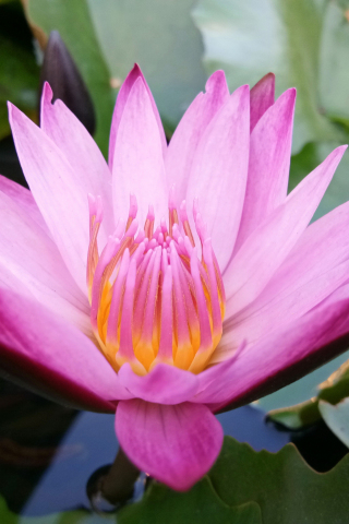 320x480 wallpaper Water lily, pink flower, close up, 4k