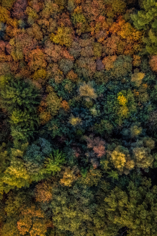 320x480 wallpaper Autumn, trees, forest, aerial view, 4k