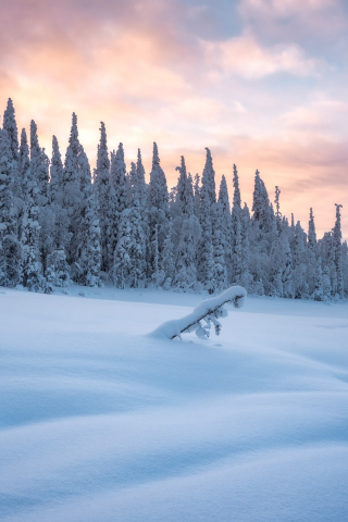 320x480 wallpaper Snow layer, frozen trees, winter morning