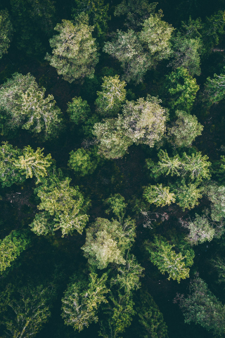 320x480 wallpaper Forest, green trees, aerial view