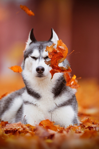 320x480 wallpaper Husky, calm, dog, autumn