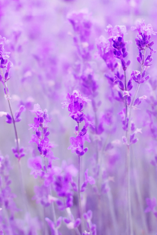 320x480 wallpaper Spring, purple flowers, meadow