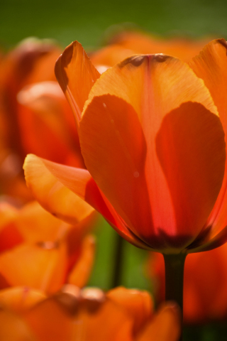 320x480 wallpaper Close up, orange tulips, summer, bloom, 5k