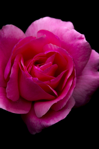 320x480 wallpaper Rose, pink flower, portrait, 5k