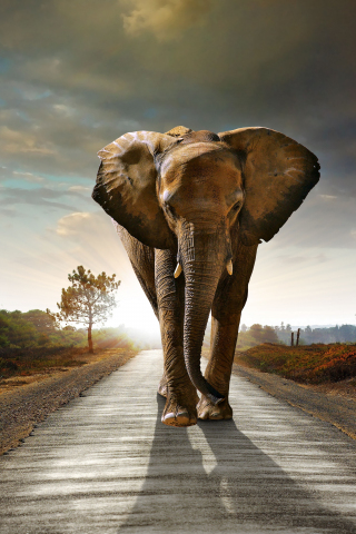 320x480 wallpaper Elephant, walking on the road, animal, 8k