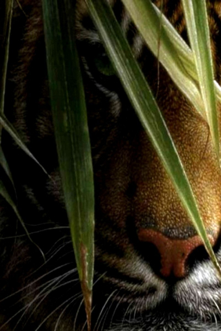 320x480 wallpaper Tiger, predator, muzzle, behind grass