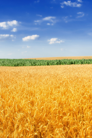 320x480 wallpaper Golden wheat field, farm, sky, landscape, 4k