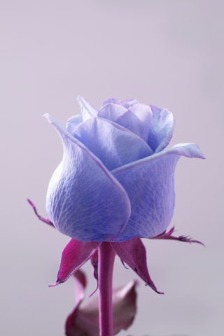 320x480 wallpaper Blue rose, bud, close up, portrait, 4k