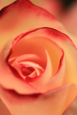 320x480 wallpaper Rose, close up
