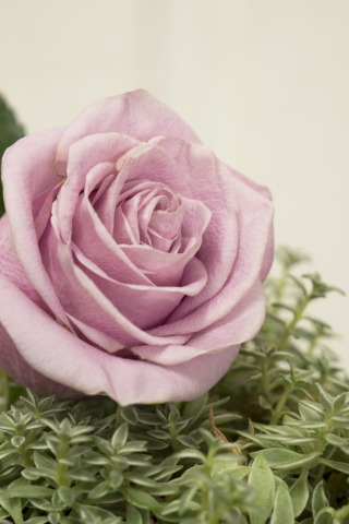 320x480 wallpaper Pink rose, bloom, close up, 5k