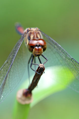 320x480 wallpaper Wings, insect, dragonfly, sit