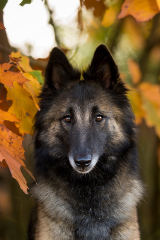 320x480 wallpaper Shepherd, dog, autumn, muzzle