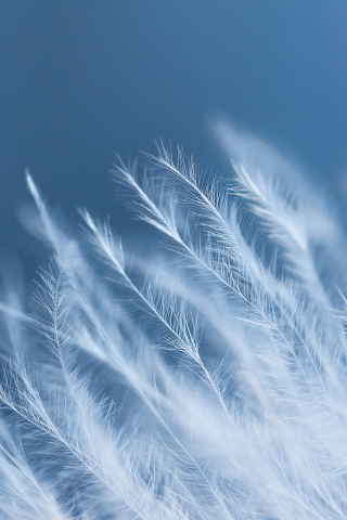 320x480 wallpaper White feathers, 4k, close up