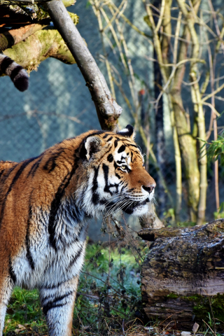 320x480 wallpaper Young tiger, animal, predator, big cat, curious, 5k