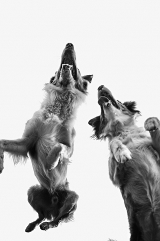 320x480 wallpaper Dogs, jump, monochrome, 4k